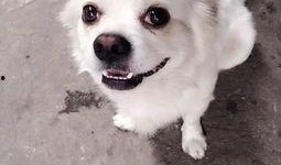 娱乐吃瓜酱小白狗