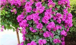 娱乐吃瓜酱三角梅