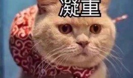 吃瓜娱乐赵小瞒鱼界显眼包,吃瓜娱乐界的焦点人物