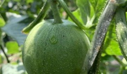 娱乐瓜吃瓜最新,揭秘明星背后的秘密与真相