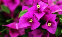 娱乐吃瓜酱三角梅