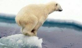 娱乐吃瓜酱北极熊,吃瓜酱视角下的极地风情