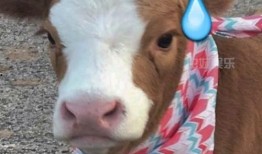 娱乐吃瓜酱拼图