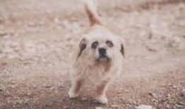 娱乐吃瓜酱流浪狗