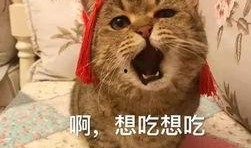 娱乐吃瓜酱收了你的猫粮,宠物界的“网红”效应
