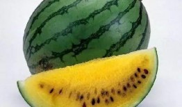 西瓜娱乐吃瓜,揭秘娱乐圈吃瓜群众的狂欢盛宴