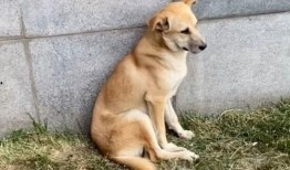 娱乐吃瓜酱流浪狗